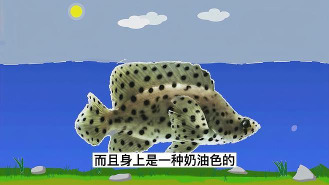 東星斑貴還是老鼠斑貴，東星斑和東星斑哪個(gè)最貴，哪種石斑魚(yú)最貴，哪種最貴