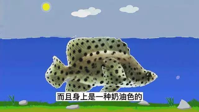 東星斑貴還是老鼠斑貴，東星斑和東星斑哪個(gè)最貴，哪種石斑魚(yú)最貴，哪種最貴