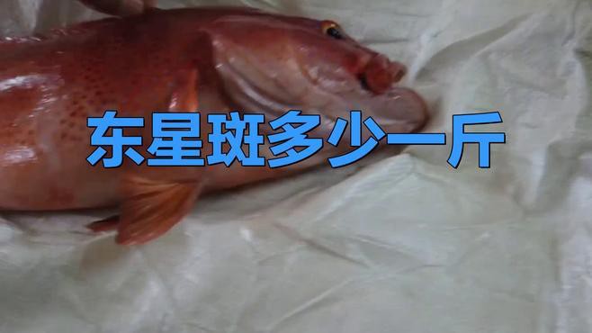 東星斑貴還是老鼠斑貴，東星斑和東星斑哪個(gè)最貴，哪種石斑魚(yú)最貴，哪種最貴