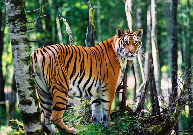 全世界一共有多少只老虎，世界自然保護聯盟的評估顯示，全球老虎數量增長40% 全世界一共有多少只老虎，世界自然保護聯盟的評估顯示，全球老虎數量增長40% 龍魚論壇 第3張