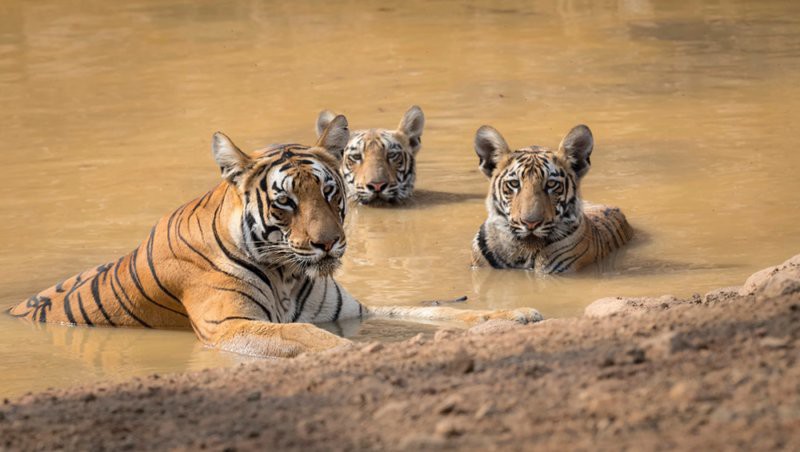 全世界一共有多少只老虎，世界自然保護聯盟的評估顯示，全球老虎數量增長40% 全世界一共有多少只老虎，世界自然保護聯盟的評估顯示，全球老虎數量增長40% 龍魚論壇 第1張