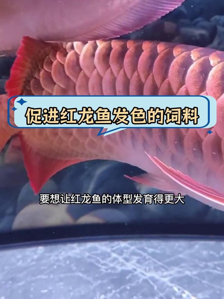 紅龍發色過程中的飲食，《紅龍發色過程中的飲食》 紅龍發色過程中的飲食，《紅龍發色過程中的飲食》 龍魚百科 第1張
