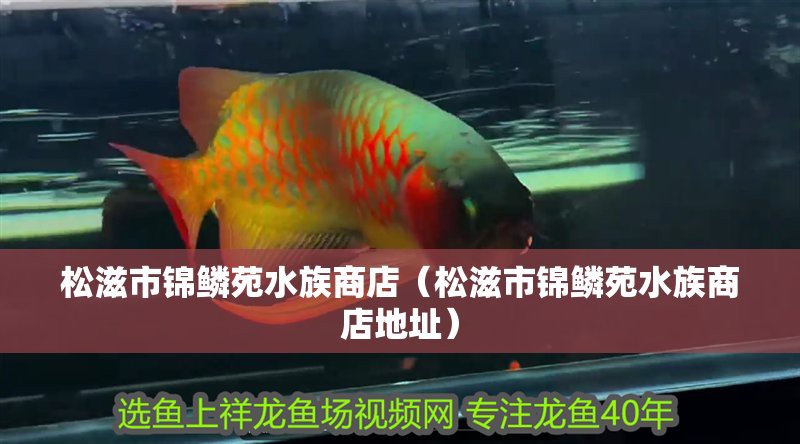 松滋水族店，松滋市有哪些水族店？ 松滋水族店，松滋市有哪些水族店？ 全國水族館企業(yè)名錄 第3張