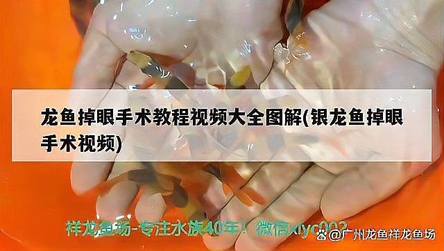 紅龍魚突眼手術風險大嗎？，廣州龍魚祥龍魚場魚眼肉手術術后有什么注意事項 紅龍魚突眼手術風險大嗎？，廣州龍魚祥龍魚場魚眼肉手術術后有什么注意事項 龍魚百科 第4張