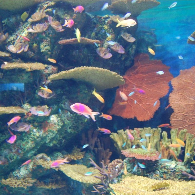 和田魚缸店，新疆和田地區的魚缸店鋪分布較為集中