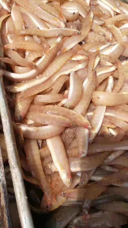 鳳尾魚圖片，鳳尾魚圖片資源豐富多樣