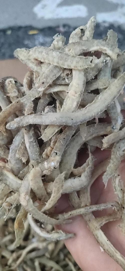 鳳尾魚圖片，鳳尾魚圖片資源豐富多樣
