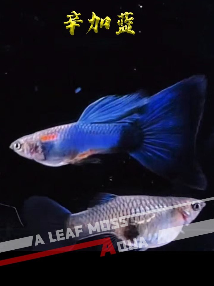 鳳尾魚圖片，鳳尾魚圖片資源豐富多樣