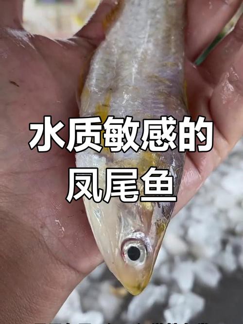 鳳尾魚圖片，鳳尾魚圖片資源豐富多樣