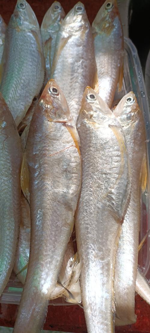 鳳尾魚圖片，鳳尾魚圖片資源豐富多樣