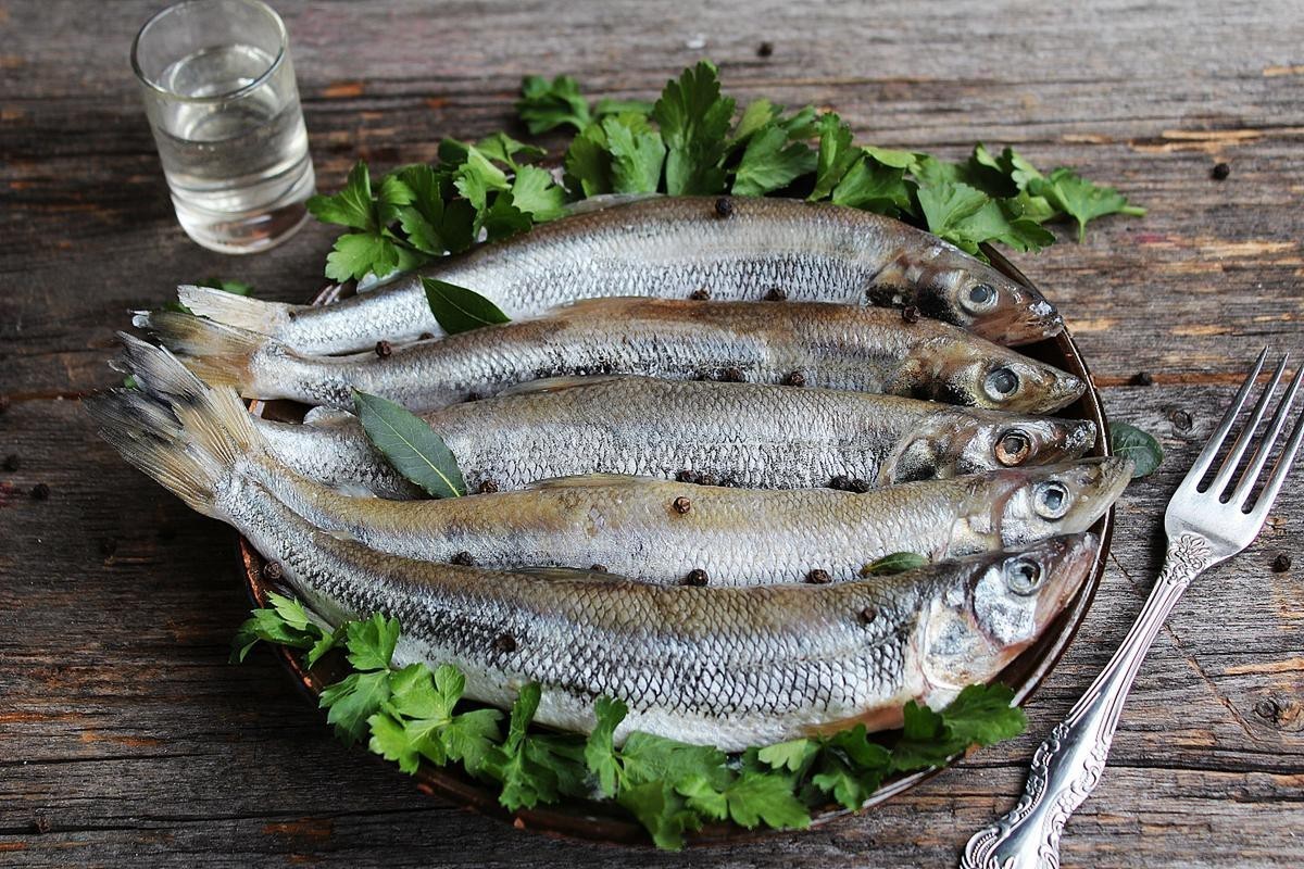 鳳尾魚圖片，鳳尾魚圖片資源豐富多樣