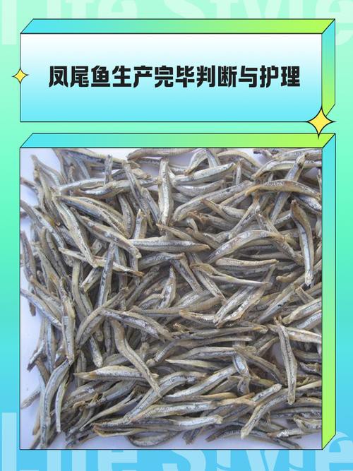 鳳尾魚圖片，鳳尾魚圖片資源豐富多樣