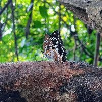 國產(chǎn)芯片三大龍頭，中芯國際：國產(chǎn)芯片設(shè)計領(lǐng)域的多重要突破