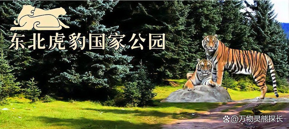 孟加拉虎跟東北虎的區(qū)別，東北虎比孟加拉虎大，為何性情卻沒(méi)有孟加拉虎兇猛大貓來(lái)了