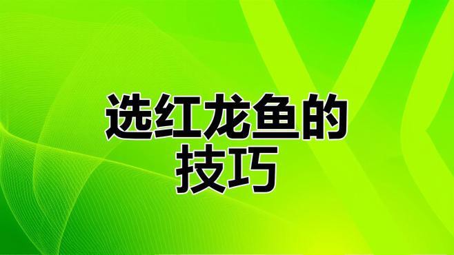 如何挑選健康的紅龍魚？，如何挑選健康印尼紅龍魚苗掌握三大關鍵點全民小視頻 如何挑選健康的紅龍魚？，如何挑選健康印尼紅龍魚苗掌握三大關鍵點全民小視頻 龍魚百科 第4張