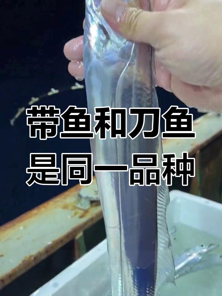刀魚跟帶魚是一種魚嗎，刀魚和帶魚是一種魚嗎