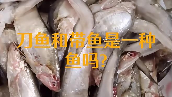 刀魚跟帶魚是一種魚嗎，刀魚和帶魚是一種魚嗎