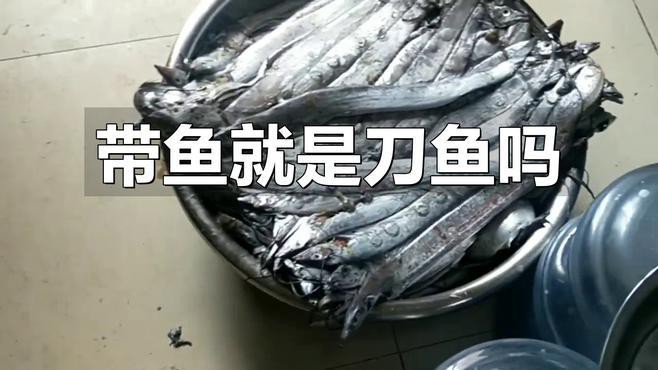 刀魚跟帶魚是一種魚嗎，刀魚和帶魚是一種魚嗎
