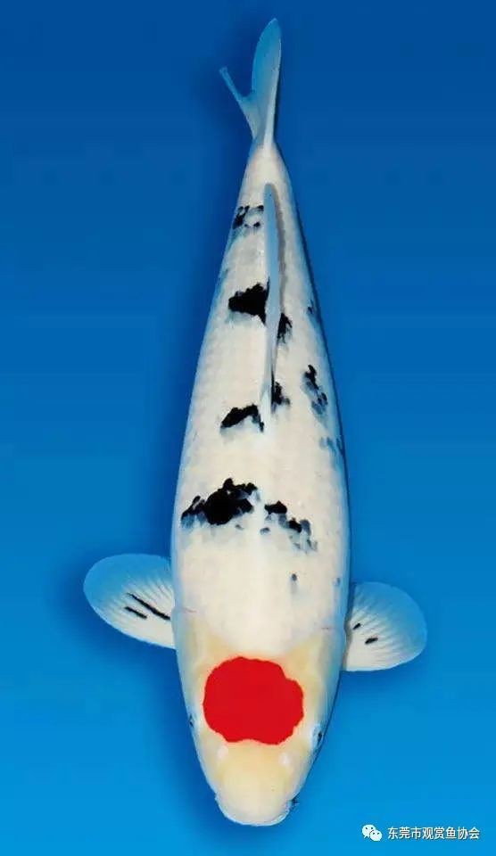 丹頂和丸頂的區別，《丹頂和丸頂的區別》 丹頂和丸頂的區別，《丹頂和丸頂的區別》 龍魚論壇 第1張