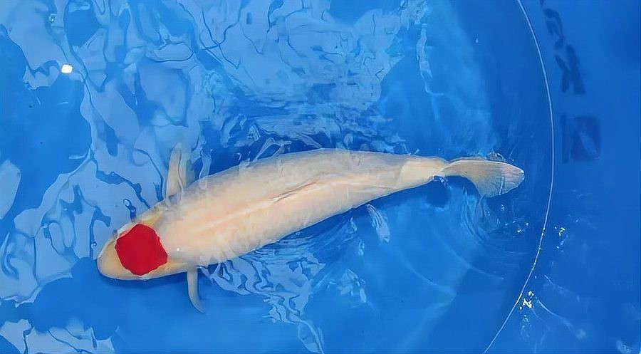 丹頂和丸頂的區別，《丹頂和丸頂的區別》 丹頂和丸頂的區別，《丹頂和丸頂的區別》 龍魚論壇 第2張