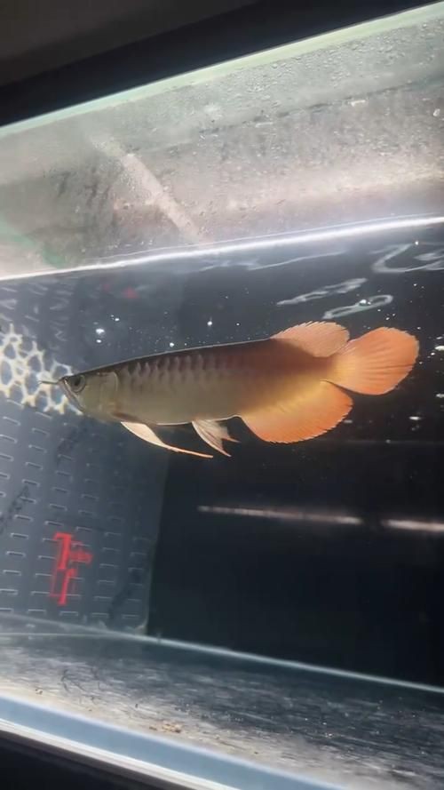 紅金龍魚壁紙高清圖片,紅金龍魚壁紙高清圖片以絢麗的色彩與靈動(dòng)的姿態(tài)成為視覺焦點(diǎn) 龍魚百科 第24張 紅金龍魚壁紙高清圖片,紅金龍魚壁紙高清圖片以絢麗的色彩與靈動(dòng)的姿態(tài)成為視覺焦點(diǎn) 紅金龍魚壁紙高清圖片,紅金龍魚壁紙高清圖片以絢麗的色彩與靈動(dòng)的姿態(tài)成為視覺焦點(diǎn) 龍魚百科 第24張