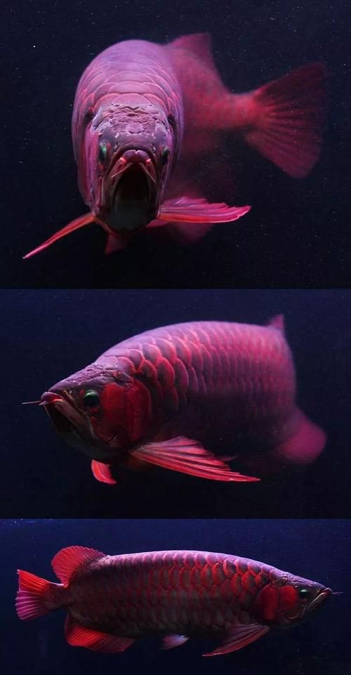 紅金龍魚壁紙高清圖片,紅金龍魚壁紙高清圖片以絢麗的色彩與靈動(dòng)的姿態(tài)成為視覺焦點(diǎn) 龍魚百科 第26張 紅金龍魚壁紙高清圖片,紅金龍魚壁紙高清圖片以絢麗的色彩與靈動(dòng)的姿態(tài)成為視覺焦點(diǎn) 紅金龍魚壁紙高清圖片,紅金龍魚壁紙高清圖片以絢麗的色彩與靈動(dòng)的姿態(tài)成為視覺焦點(diǎn) 龍魚百科 第26張