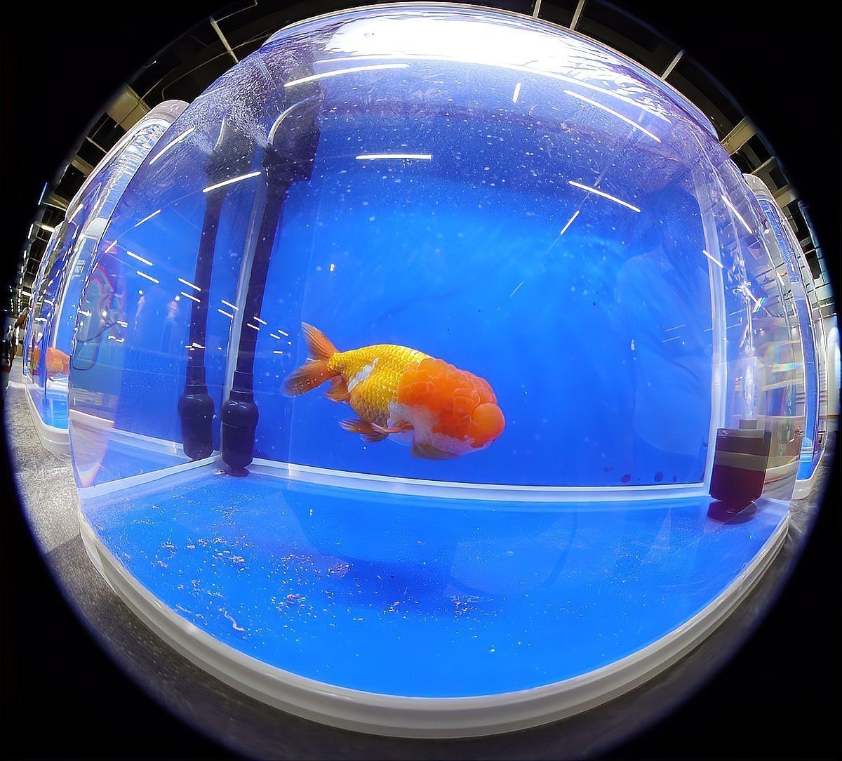 如何判斷龍魚是否感到壓力？，如何判斷龍魚是否感到壓力 如何判斷龍魚是否感到壓力？，如何判斷龍魚是否感到壓力 龍魚百科 第4張