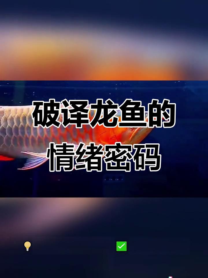 如何判斷龍魚是否感到壓力？，如何判斷龍魚是否感到壓力 如何判斷龍魚是否感到壓力？，如何判斷龍魚是否感到壓力 龍魚百科 第3張
