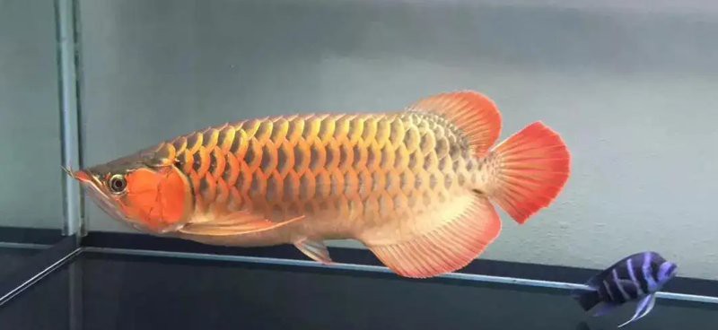 如何判斷龍魚是否感到壓力？，如何判斷龍魚是否感到壓力 如何判斷龍魚是否感到壓力？，如何判斷龍魚是否感到壓力 龍魚百科 第16張