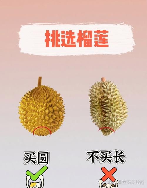 綠皮皇冠豹最忌三種水果圖片，綠皮皇冠豹最忌三種水果 綠皮皇冠豹最忌三種水果圖片，綠皮皇冠豹最忌三種水果 龍魚(yú)百科 第10張