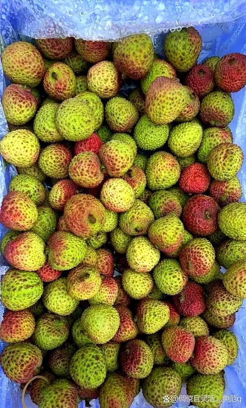 綠皮皇冠豹最忌三種水果圖片，綠皮皇冠豹最忌三種水果 綠皮皇冠豹最忌三種水果圖片，綠皮皇冠豹最忌三種水果 龍魚(yú)百科 第5張