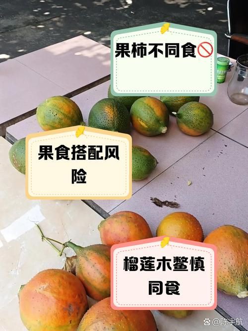 綠皮皇冠豹最忌三種水果圖片，綠皮皇冠豹最忌三種水果 綠皮皇冠豹最忌三種水果圖片，綠皮皇冠豹最忌三種水果 龍魚(yú)百科 第22張