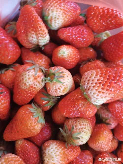 綠皮皇冠豹最忌三種水果圖片，綠皮皇冠豹最忌三種水果 綠皮皇冠豹最忌三種水果圖片，綠皮皇冠豹最忌三種水果 龍魚(yú)百科 第15張