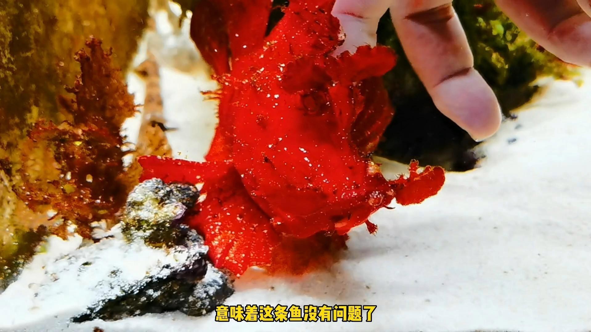 如何選購健康的短身福龍王魚？，《如何選購健康的短身福龍王魚》如何選購健康的短身福龍王魚