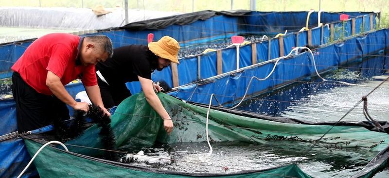 漣源龍魚店，婁底漣源龍魚店哪家口碑最好澳洲藍(lán)龍蝦養(yǎng)殖業(yè)發(fā)展成熟
