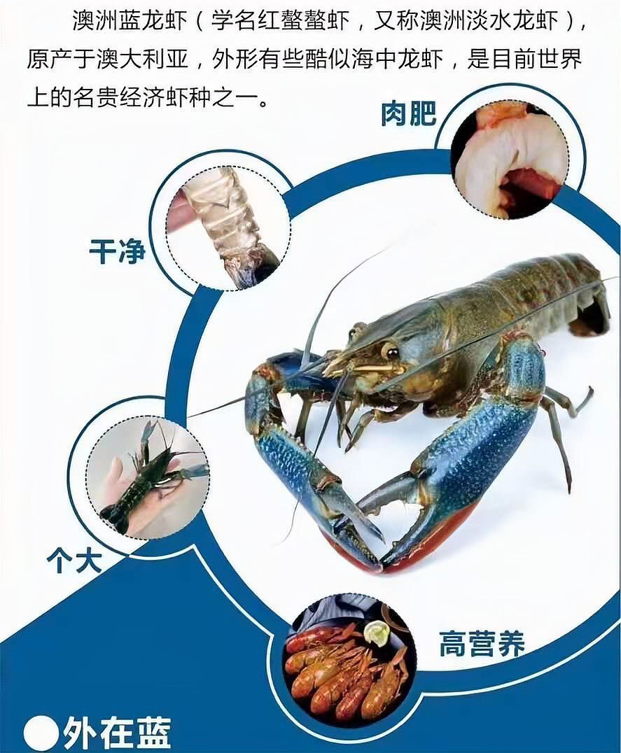 漣源龍魚店，婁底漣源龍魚店哪家口碑最好澳洲藍(lán)龍蝦養(yǎng)殖業(yè)發(fā)展成熟