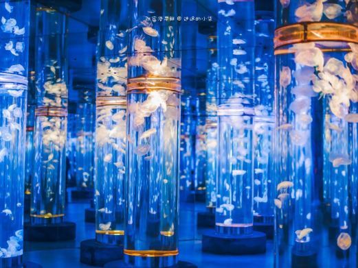 張家港水族店，張家港市仁漁水族館(個體工商戶)怎么樣