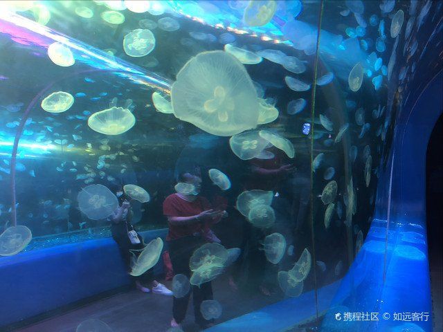 深圳水族館,深圳最精妙的共生系統 全國水族館企業名錄 第3張 深圳水族館,深圳最精妙的共生系統 深圳水族館,深圳最精妙的共生系統 全國水族館企業名錄 第3張