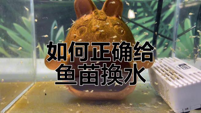 如何給金龍魚幼苗換水？，給金龍魚幼苗換水需要注意什么？
