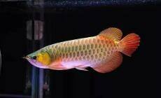 如何給金龍魚幼苗換水？，給金龍魚幼苗換水需要注意什么？