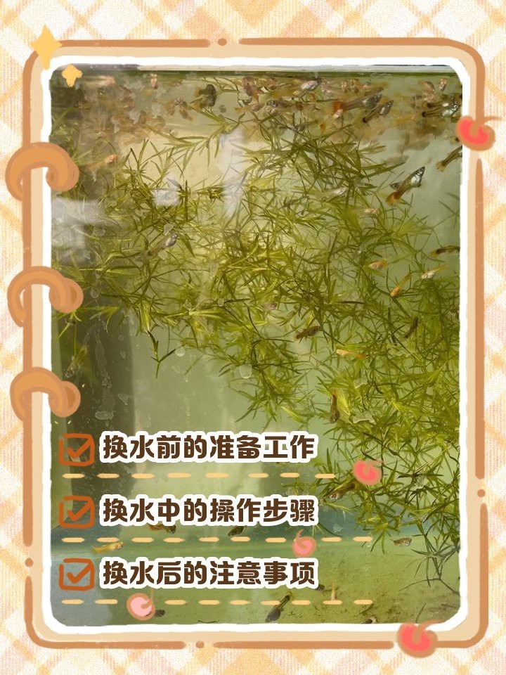 如何給金龍魚幼苗換水？，給金龍魚幼苗換水需要注意什么？