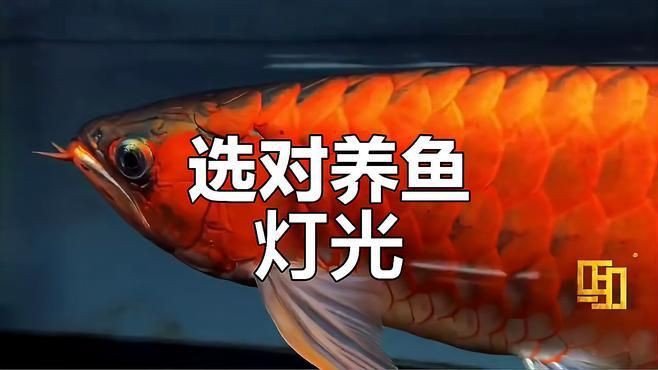 紅龍魚哪個牌子燈最好，養(yǎng)魚燈光大揭秘