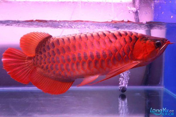 紅龍魚的市場價格如何，紅龍魚一般多少錢