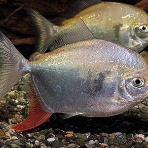 紅勾銀板魚最忌三種魚，《紅勾銀板魚最忌三種魚》