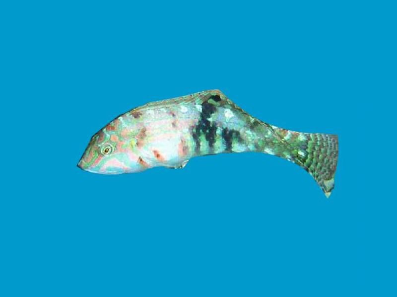 七彩龍魚是什么品種，「秒懂百科」原來七彩龍魚長這樣