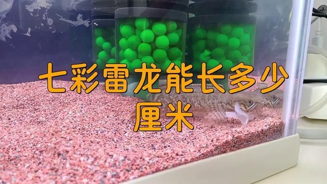 七彩龍魚是什么品種，「秒懂百科」原來七彩龍魚長這樣
