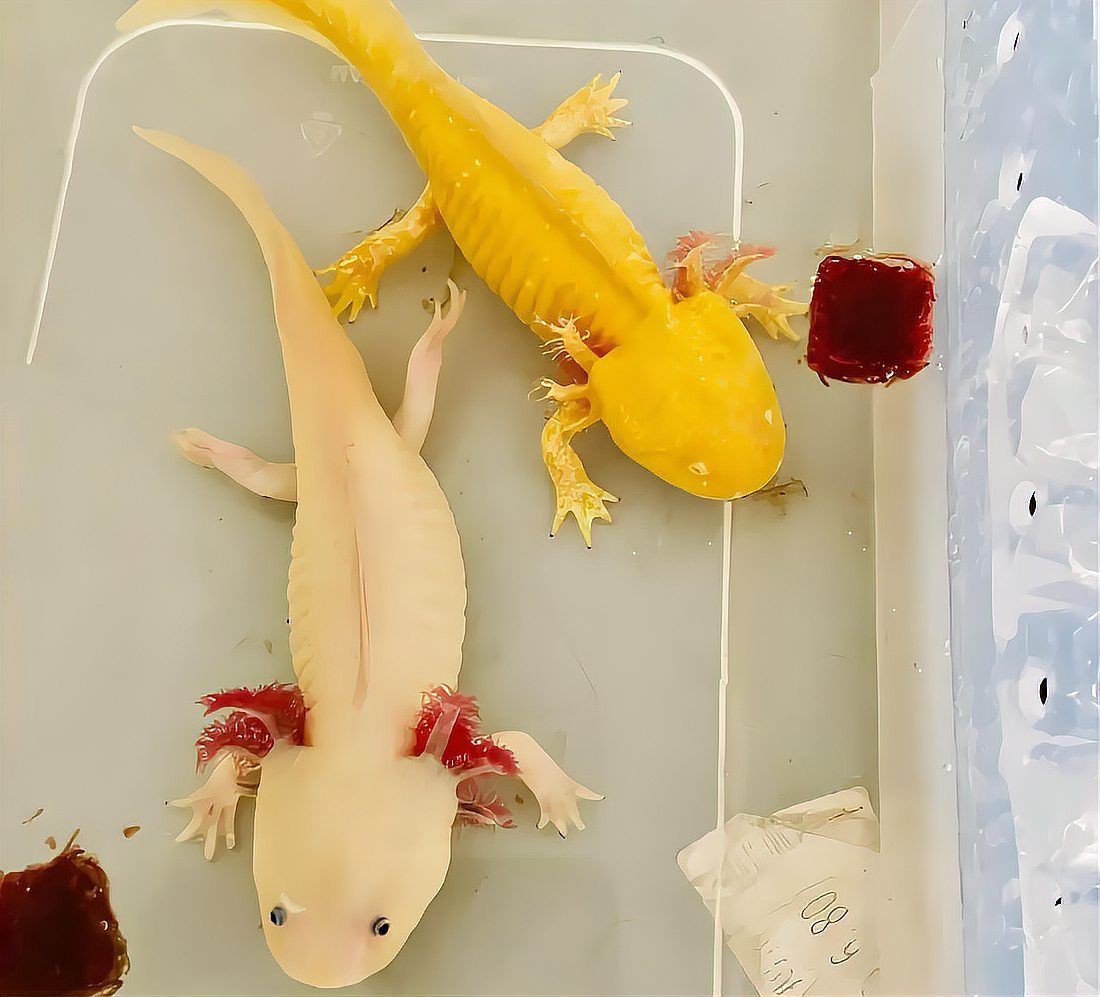 綠魔鯨的飼養經歷，新魚開箱223期