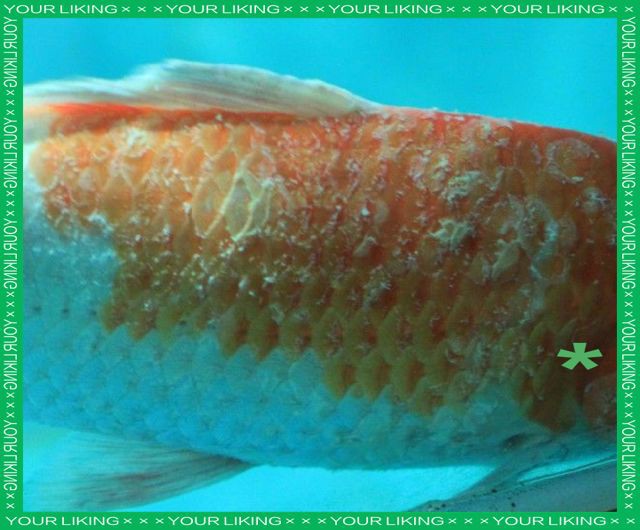 哪些觀賞魚容易得眼睛白膜，觀賞魚出現眼睛白膜是怎么回事克羅奇官營店魚蒙眼了怎么辦