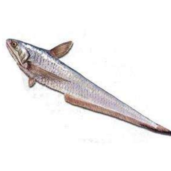 鳳尾魚俗稱什么魚，鳳尾魚俗稱及相關特點