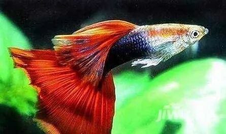 鳳尾魚俗稱什么魚，鳳尾魚俗稱及相關特點